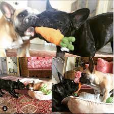 According to the los angeles, california police department confirms that five people who were involved in the kidnapping of lady gaga's dogs and shooting her dog walker were arrested. Lady Gaga S Famous French Bulldog Celebrities And Their Pets Page A Day
