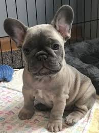 Shrinkabulls french bulldog litter announcement! 50 Blue Fawn French Bulldog Ideas Bulldog French Bulldog French Bulldog Puppies