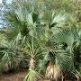 Sabal palm vs cabbage palm from atlantapalms.com