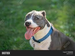 How much of that reputation is. American Pitbull Image Photo Free Trial Bigstock