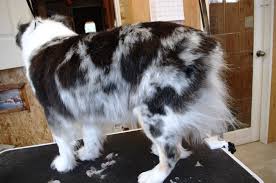 Australian Shepherd Dog Breed Health And Care | Petmd
