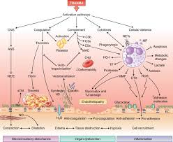 Based on the previous studies, it is thought. Innate Immune Responses To Trauma Nature Immunology