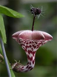 Image result for Ceropegia achtenii
