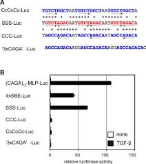 The beginning and ending are missing. A Comparative Analysis Of Smad Responsive Motifs Identifies Multiple Regulatory Inputs For Tgf B Transcriptional Activation Journal Of Biological Chemistry