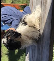 Puppies that have toys will be entertained with their things and leave your things alone. Shih Tzu Puppies For Sale Houston Tx 346604 Petzlover