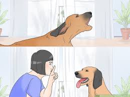 So to help your dog know the rules, here's a helpful rule to start with; 4 Ways To Stop Dogs From Barking At People Wikihow