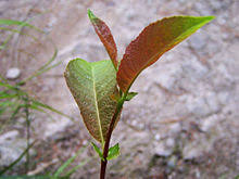 Salix alba tristis wikipedia trauerweide salix alba tristis firza candra from i2.wp.com. Willow Wikipedia