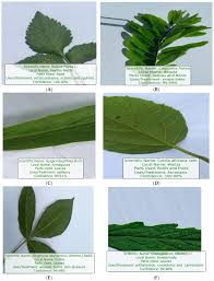 Image result for Allophylus abyssinicus