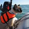 Aofitee dog life jacket pet safety vest, adjustable dog lifesaver ripstop pet life preserver with rescue handle for small medium and large dogs, 5 sizes. Https Encrypted Tbn0 Gstatic Com Images Q Tbn And9gct9s4kwl Kvvvd1iirxl0f3vbqhit5btljiskxqmdkgfcvcybb Usqp Cau