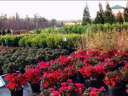 Garden plants and flowers near me. Mapped Atlanta S Best Garden And Plant Stores Curbed Atlanta
