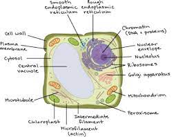 Biology 101 Cells Owlcation Education Cell Biology Science Biology Eukaryotic Cell