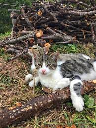 koy kedi kedi doga