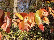 Late fall, to winter, depending on where you live. Prunus Serotina Wikipedia