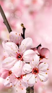 Iphone aesthetic lockscreen background tumblr in 2020 iphone. 26 Wallpaper Iphone Wallpaper Anime Cherry Blossom Orochi Wallpaper