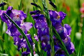 20 flowers for a cutting garden. 10 Tall Perennial Flowers Urban Garden Gal