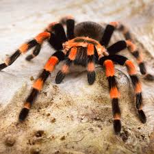 Image result for wolf spider bite skin