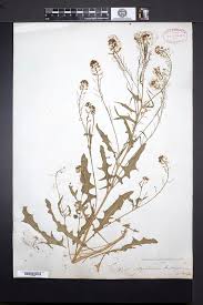 Image result for Sisymbrium burchellii