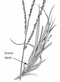 Image result for Digitaria siderograpta