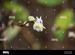 Image result for Diaphananthe fragrantissima