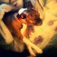 Stream Craig Fern music