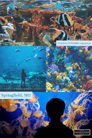 Wonder S Of Wildlife Museum Is One Of The Biggest Aquariums In The World And Takes Around Two Hours To Get Through Learn More Big Aquarium Wildlife Aquarium