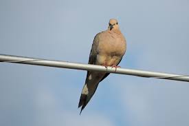 Blue Identification Birds Of Colorado Mourning Dove Sterling Colorado In 2020 Mourning Dove Wild Birds Doves
