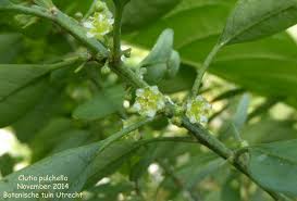 Image result for Clutia pulchella