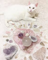 One Of Our Divine Rosequartz Stoneplatters Thanks To Yogi Goddess Come To Www Auracrystals Life For More Details Cute Little Animals Cute Animals Your Pet