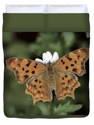 Image result for Polygonia c-album