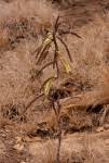 Image result for Elephantorrhiza goetzei