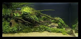 Xl Placed No 3 By Jfravn Via Flickr Nature Aquarium Aquascape Aquarium Planted Aquarium