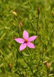 Image result for Chironia