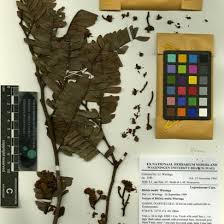 Image result for Tephrosia linearis