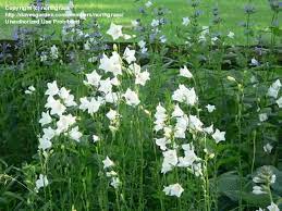 Full Size Picture Of Peach Leaf Bellflower Peach Leaved Bellflower Campanula Persicifolia Campanula Bellflower Flower Garden