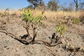 Image result for Strychnos gossweileri