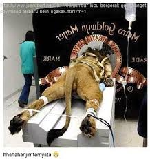  Gambar Lucu Banget Bikin Ngakak Wkwkwk Gokil Abis Keren Joerobert Mgm Lion Mgm Work Jokes