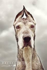 Here are the most frequently asked questions about adopting a new pet from our shelter. Giving Back Pet Adoption Photography Pet Adoption Pets Dog Photos