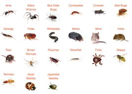 During their random search, they box elder bugs within walls or attics remain inactive while they are cold. How To Fight Pests Mosquitos Other Unwanted Visitors Real Housewives Of Minnesota