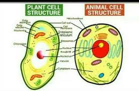 Maybe you would like to learn more about one of these? Diagram Of Plant And Animal Cell For Class 8 Brief Sketch Brainly In