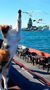 This Is My City Owners Are Cats And Dogs Nilgun Akay Akay Cats City Dogs Nilgun Owners This Is My Ci Kediler Ve Yavrulari Hayvan Viralleri Kedi