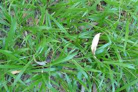 Image result for Axonopus