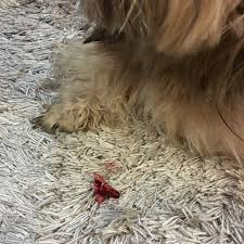 Change your schedule or cancel at any time. Windsor Animal Hospital C G 7 Vantage Desiran
