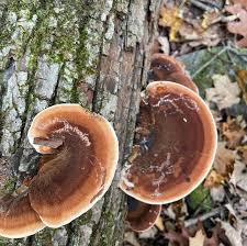 Image result for Ischnoderma resinosum