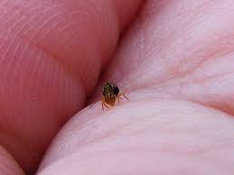 You will need the best pest control option for your unique situation this is a good product for broad pest control in and around the home. Checklist Of The Collembola Synanthropic Collembola Springtails In Association With Man