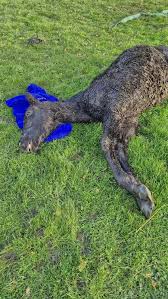 Foal dies after being 'terrified' by fireworks in Riddlesden | Bradford  Telegraph and Argus