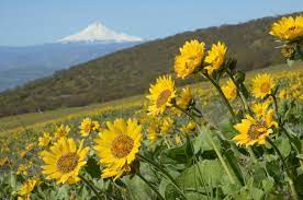 Stick to trails, try to stand on rocks or packed down dirt, rather than plant life. 10 Oregon Wildflower Hikes That Are Blooming Right Now Oregonlive Com