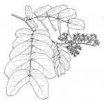 Image result for Brachystegia manga