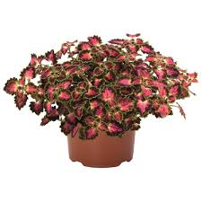 Image result for Coleus engleri
