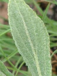 Image result for Helichrysum acutatum