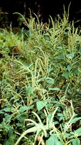 Image result for Amaranthus dubius